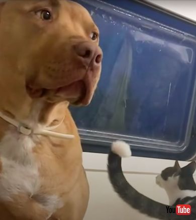 子猫を怖がるワンコが子猫と仲良くなるまで