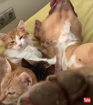 子猫を怖がるワンコが子猫と仲良くなるまで