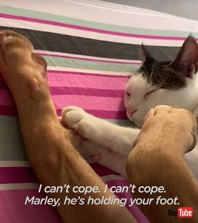 子猫を怖がるワンコが子猫と仲良くなるまで