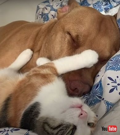 子猫を怖がるワンコが子猫と仲良くなるまで