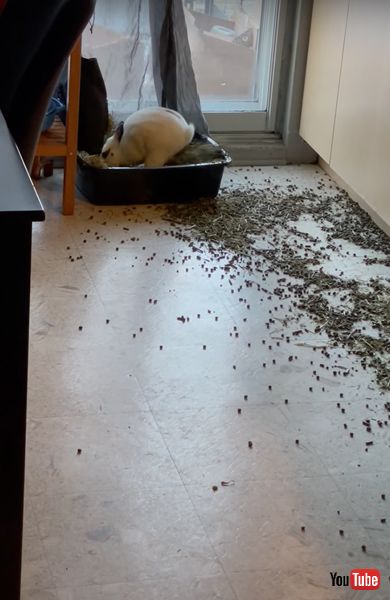 トイレの中身をぶちまけるうさぎ