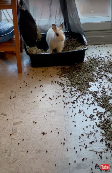 トイレの中身をぶちまけるうさぎ