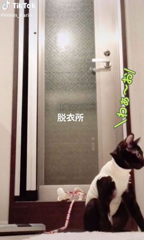 脱衣所にいる猫