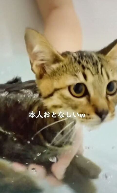 キョトン顔の猫