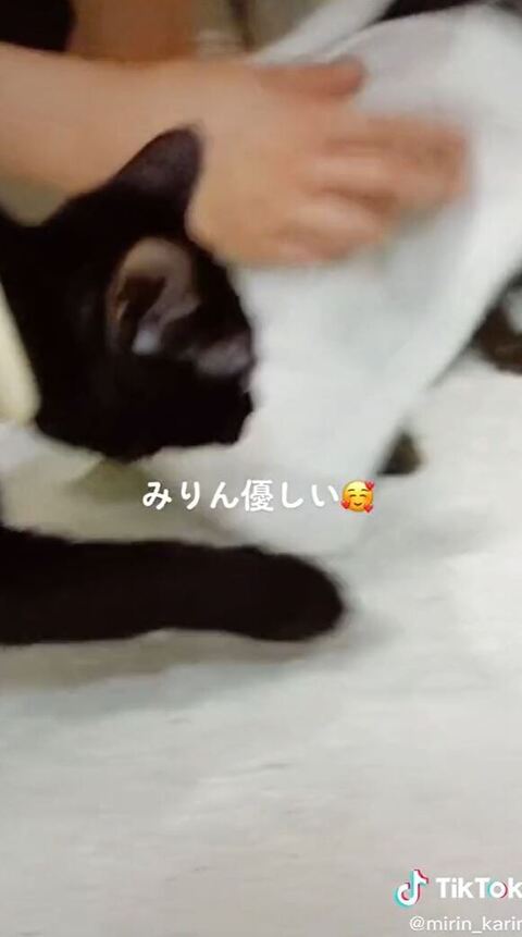 駆け寄ってきた猫