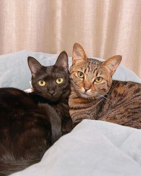 頬を寄せた猫のツーショット