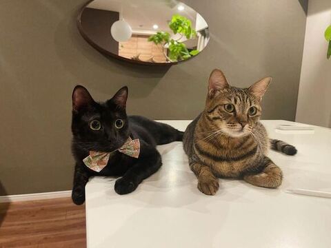 テーブルにいる猫