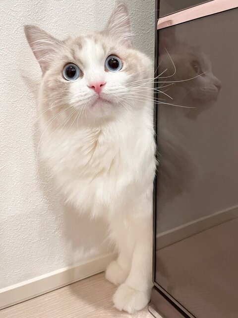 冷蔵庫の隙間から海くん