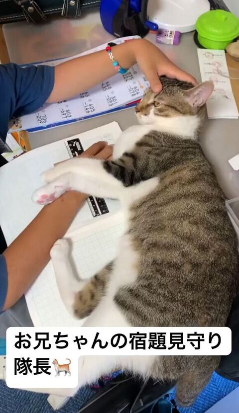 眉間をなでられるおもちちゃん