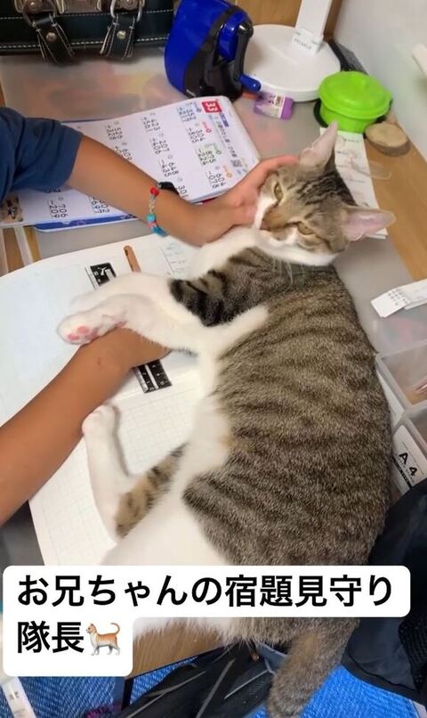 どこかを見てるおもちちゃん