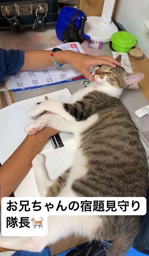 なめてるおもちちゃん