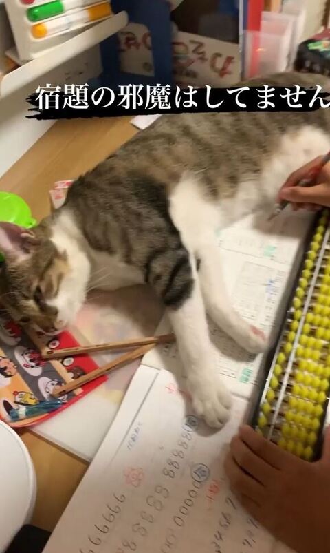 寝転んでるおもちちゃん