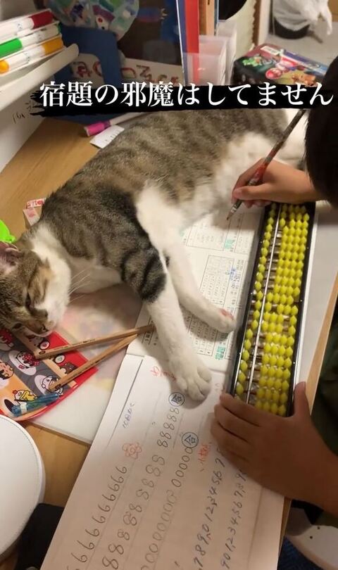 うとうとしてるおもちちゃん