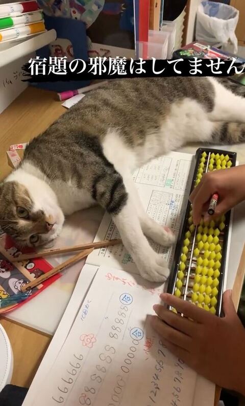 飼い主さんを見るおもちちゃん