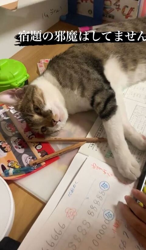 どこか見てるおもちちゃん