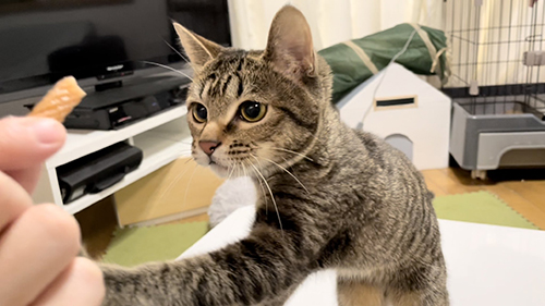 不満顔の保護猫