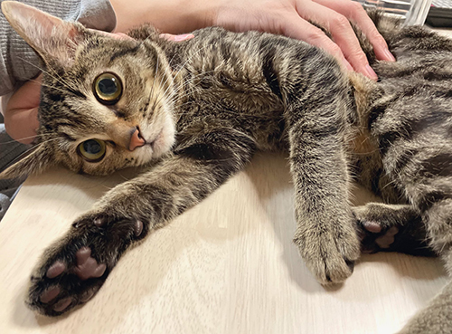 ころんする保護猫