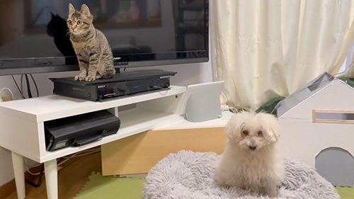 ワンコと保護猫