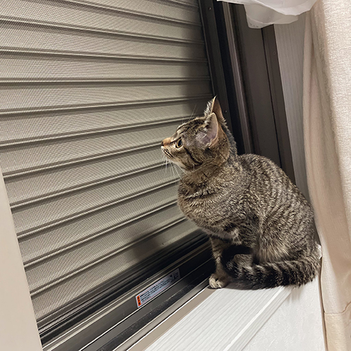 雷が気になる保護子猫