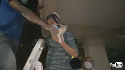 子猫を救出
