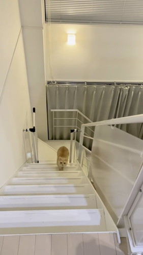 名前を呼ばれたマロンくん