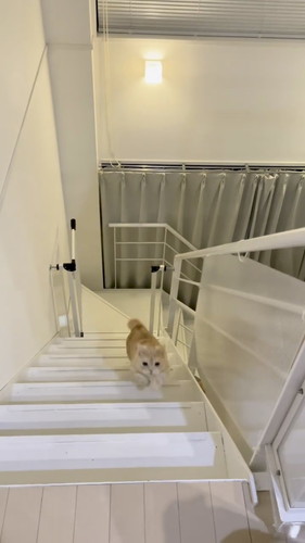 名前を呼んだらくる猫