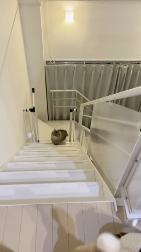 見上げるフランちゃん