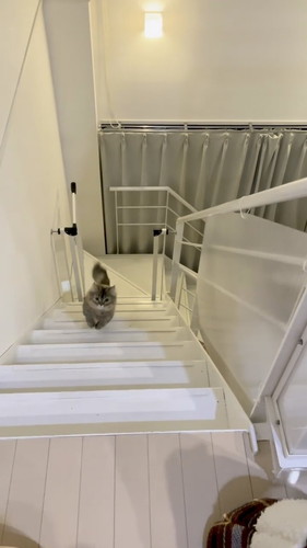 ダッシュするフランちゃん