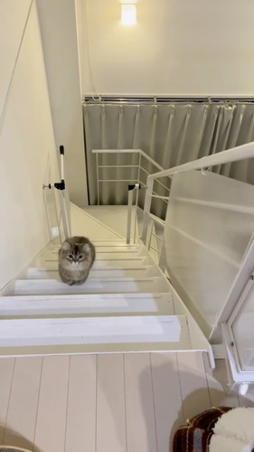 飛ぶように駆け上がるフランちゃん