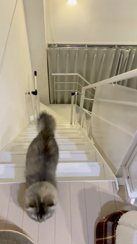 到着したフランちゃん