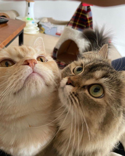 マロンくんとフランちゃん