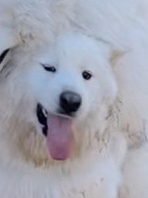 トーテムポール響くん