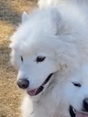 トーテムポール響くん