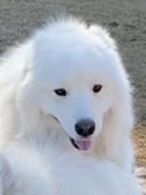 トーテムポール響くん