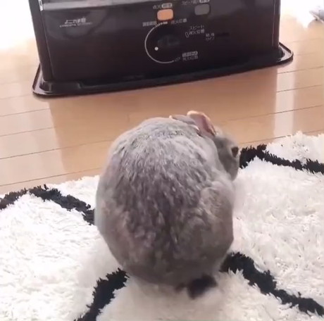 ウサギの概念ぶち壊し