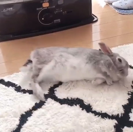 体をひねるうさぎ