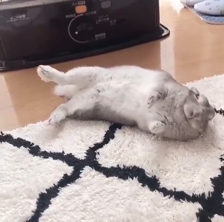 うさぎのヘソ天