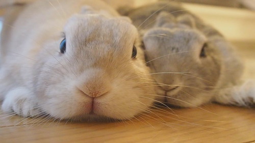 うさぎ2羽