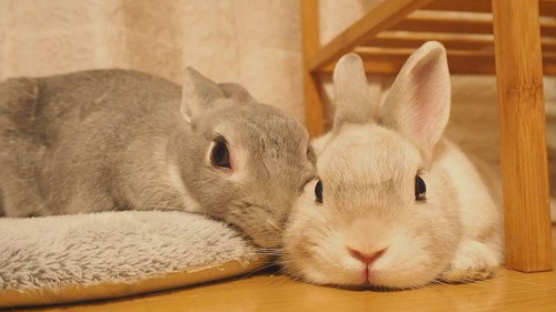 仲良しなうさぎ
