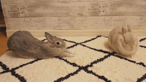 柔らかいうさぎ