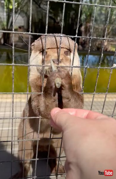 お礼を言うカワウソ