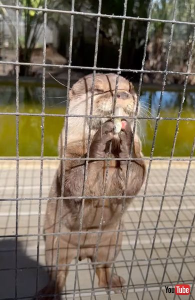魚を食べるカワウソ