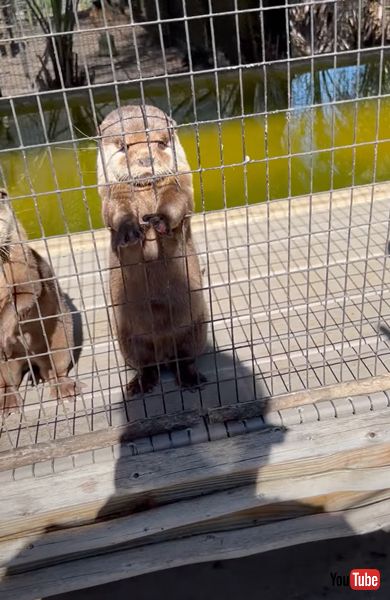 かわいいカワウソ