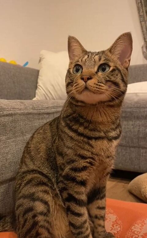 飼い主さんを見つめるまゆげくん