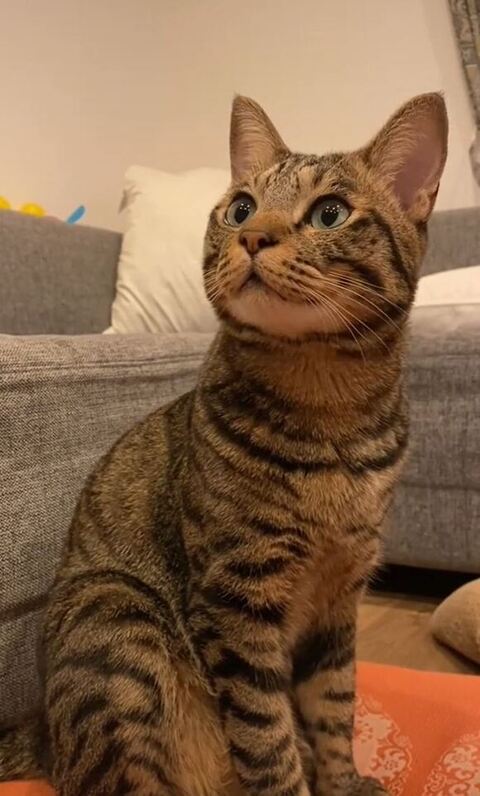 キラキラした目