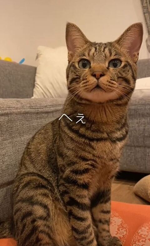 へぇと言ってるまゆげくん