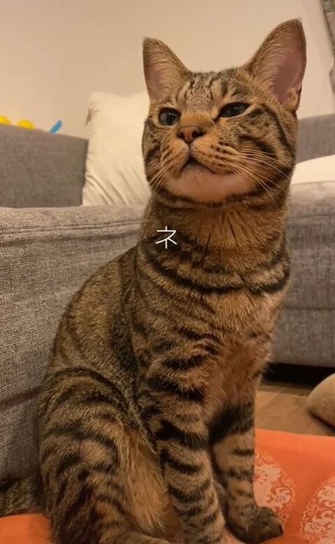 ねって返事するまゆげくん