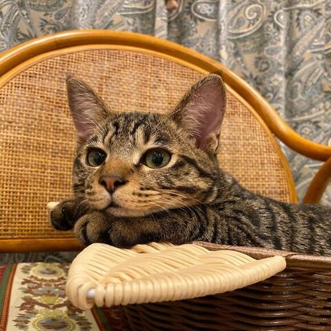 あごのせまゆげくん