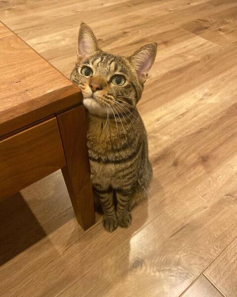 みりんちゃんを抱きしめるかりんちゃん
