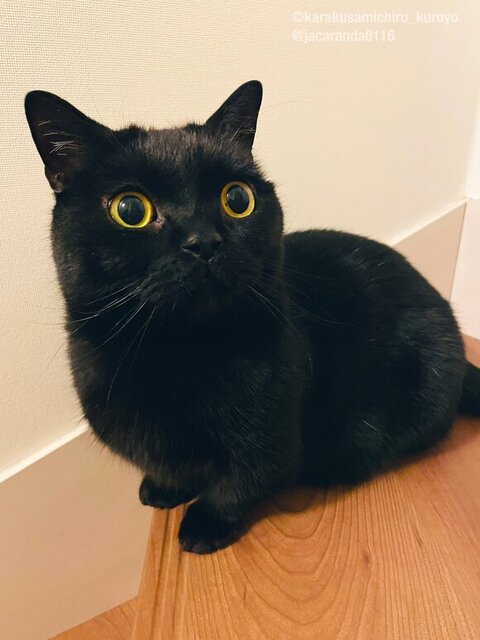 階段にいるくろよくん
